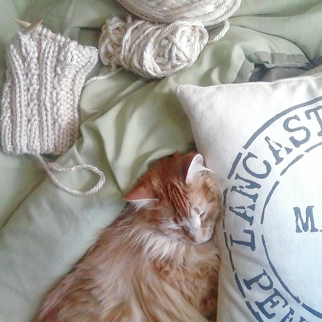 CoZy KiTty😸 #BoPeepsBonnets #knitting #cozy #catsofinstagram